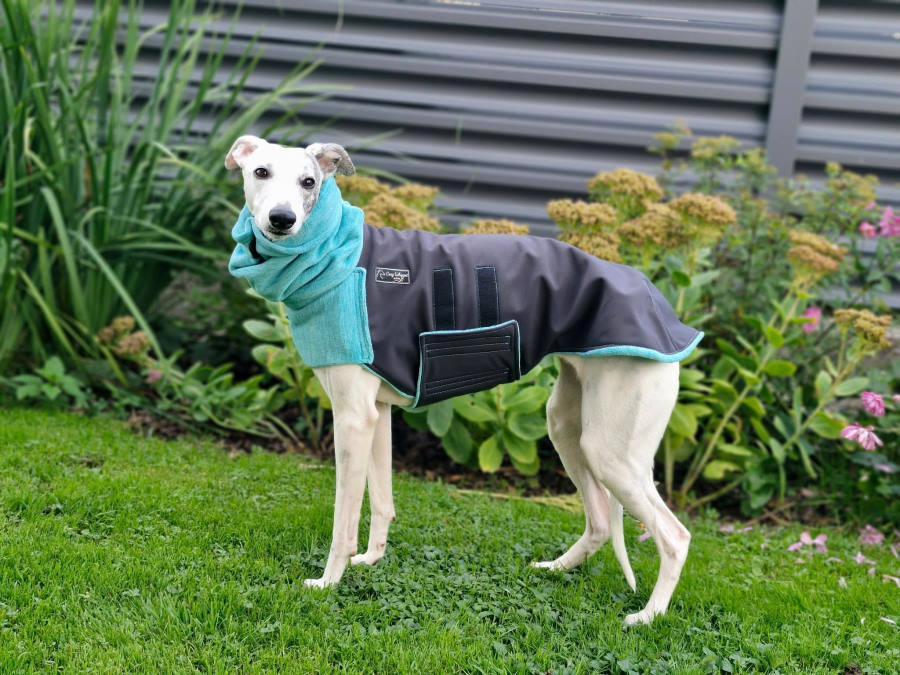 Whippet v zimskem plašču Cosy Whippet — teal in siva kombinacija