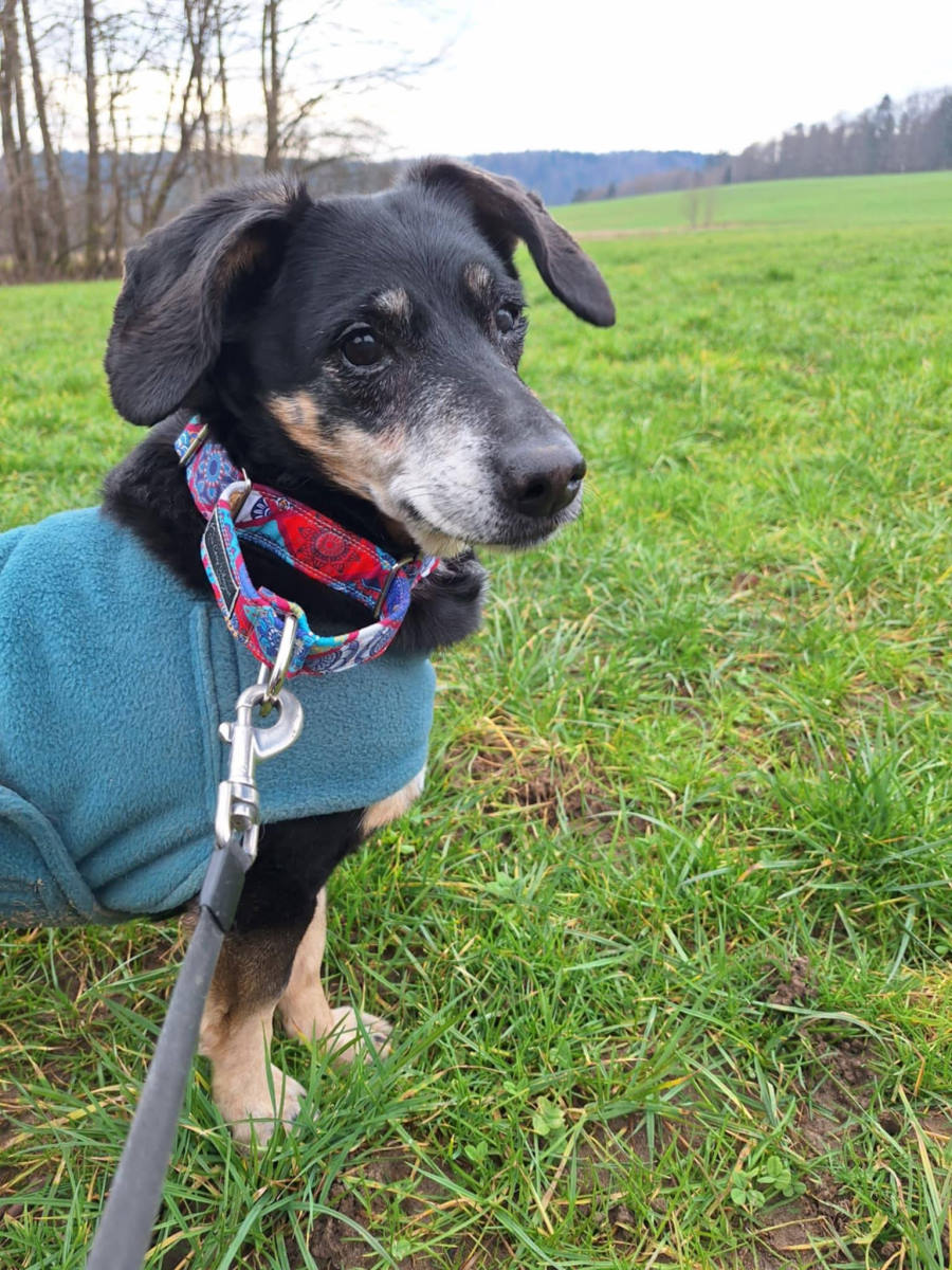 Mali pes z ovratnico in plašičem Cosy Whippet