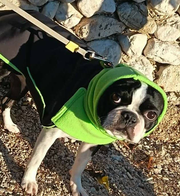 Bostonski terier v zelenem plašču Cosy Whippet