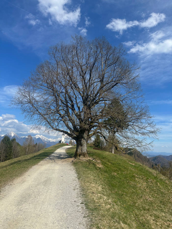 Samotno drevo na Jamniku