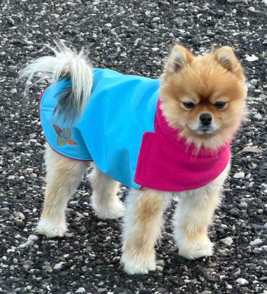 Pomeranec v modrem softshell plašču z motivom kolibrija