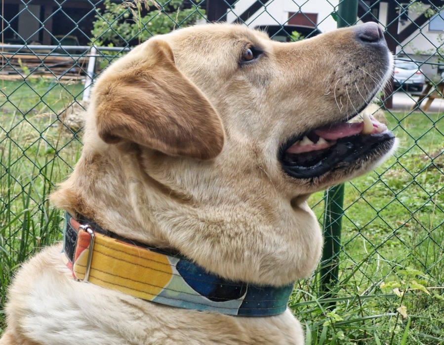 Labrador z ovratnico Cosy Whippet — geometrijski vzorec