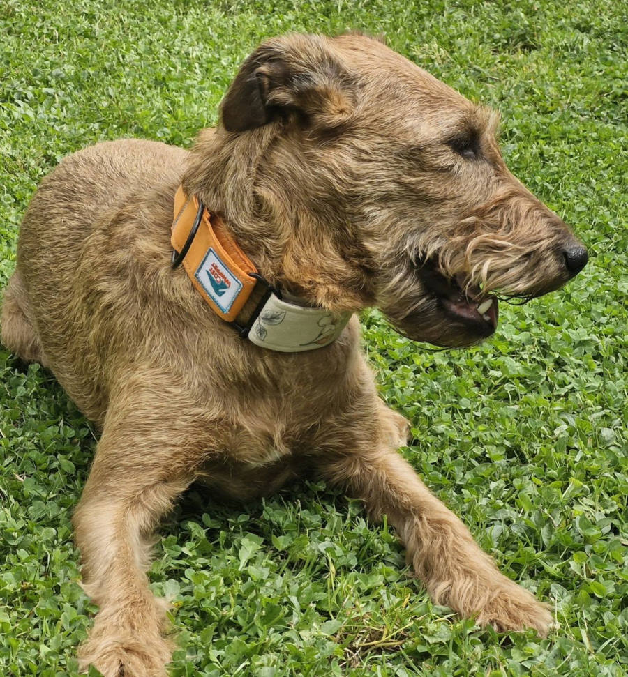 Terier z ovratnico Cosy Whippet na travniku